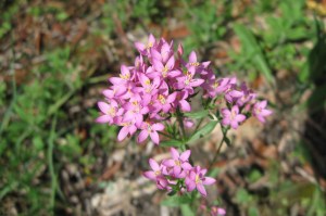 Centaurium erythraea (2) (1200 x 799)